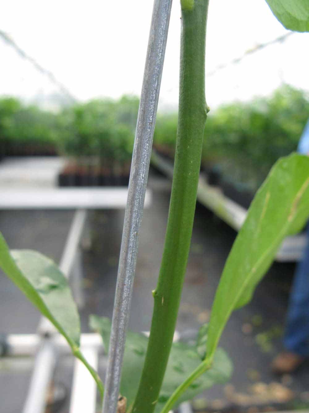              First year twig (Phillip Rucks Citrus Nursery, Frostproof,   FL)       